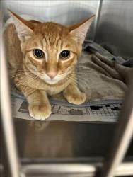 Shelter Stray Male Cat last seen , 957 N Gaffey St, San Pedro, CA 90731, USA