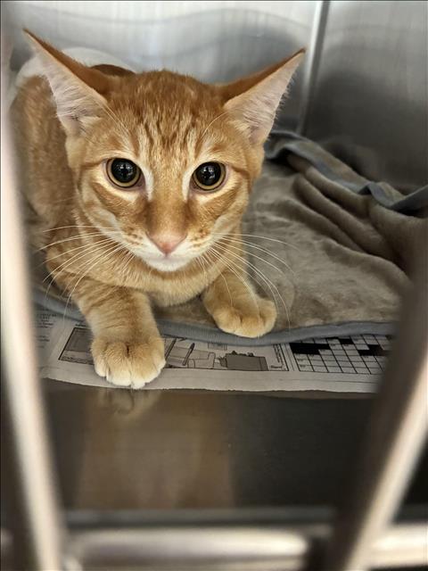 Shelter Stray Male Cat last seen , 957 N Gaffey St, San Pedro, CA 90731, USA