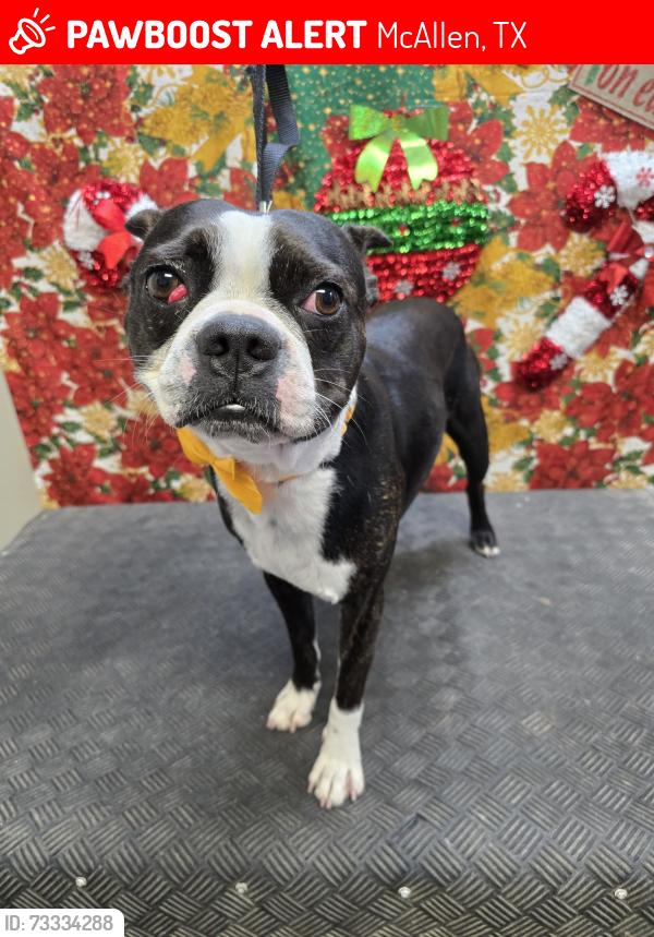 Lost Male Dog last seen Donna Tx, McAllen, TX 78501