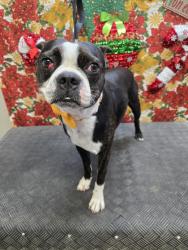 Lost Male Dog last seen Donna Tx, McAllen, TX 78501