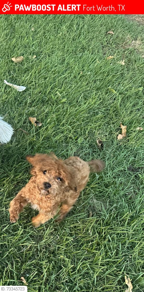 Lost Female Dog last seen Ray Alvin st, Fort Worth, TX 76119