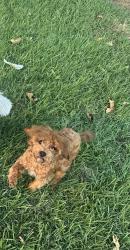 Lost Female Dog last seen Ray Alvin st, Fort Worth, TX 76119