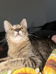 Lost Female Cat last seen Blake and 98th, Albuquerque, NM 87121