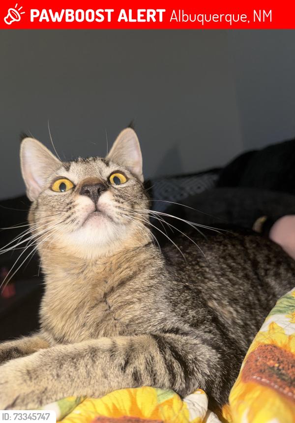 Lost Female Cat last seen Blake and 98th, Albuquerque, NM 87121