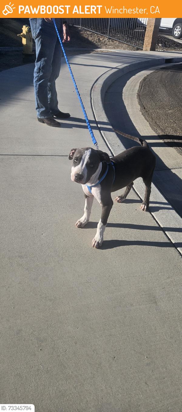 Found/Stray Female Dog last seen Olive Ave, Winchester, CA 92596