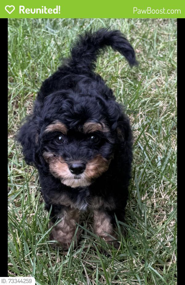 Reunited Female Dog last seen Royal Oaks Dr, Georgia 30115, USA, Cherokee County, GA 30115