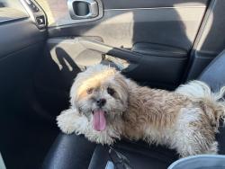 Found/Stray Male Dog last seen 107th ave and Northern, Glendale, AZ 85307