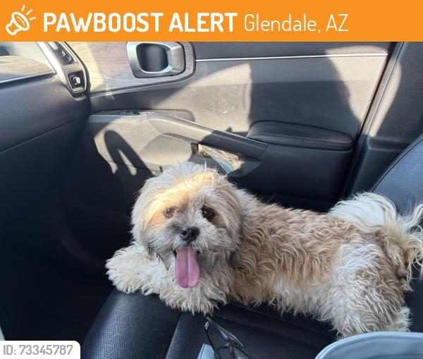 Found/Stray Male Dog last seen 107th ave and Northern, Glendale, AZ 85307