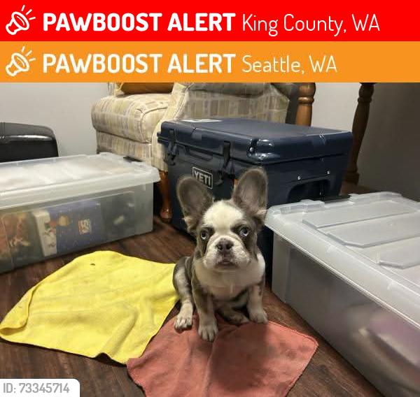 Lost Male Dog last seen 143rd Aurora ave 98133, King County, WA 98103