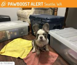 Lost Male Dog last seen 143rd Aurora ave 98133, King County, WA 98103