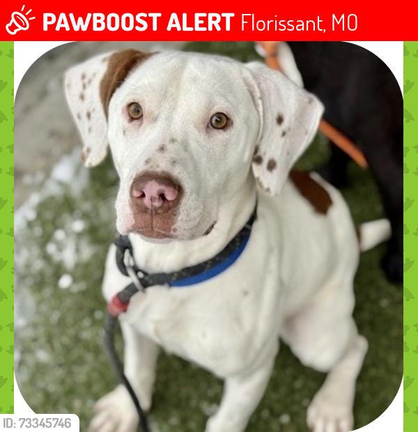 Lost Female Dog last seen Loveland, humes, Mulanphy, Florissant, MO 63031