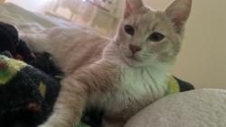 Lost Male Cat last seen uS, San Rafael, CA 94901