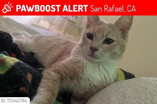 Lost Male Cat last seen uS, San Rafael, CA 94901
