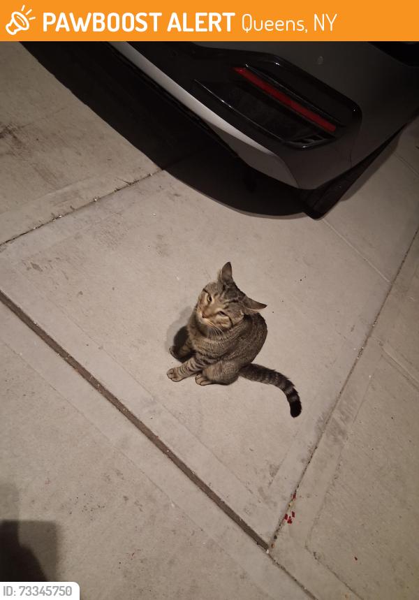 Found/Stray Male Cat last seen 148beach 26th street, Queens, NY 11691