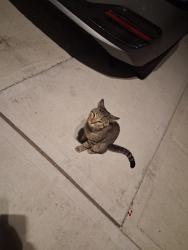 Found/Stray Male Cat last seen 148beach 26th street, Queens, NY 11691