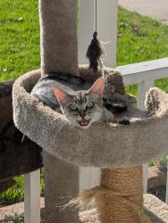 Found/Stray Female Cat last seen Ninth and Lampson, Garden Grove, CA 92840