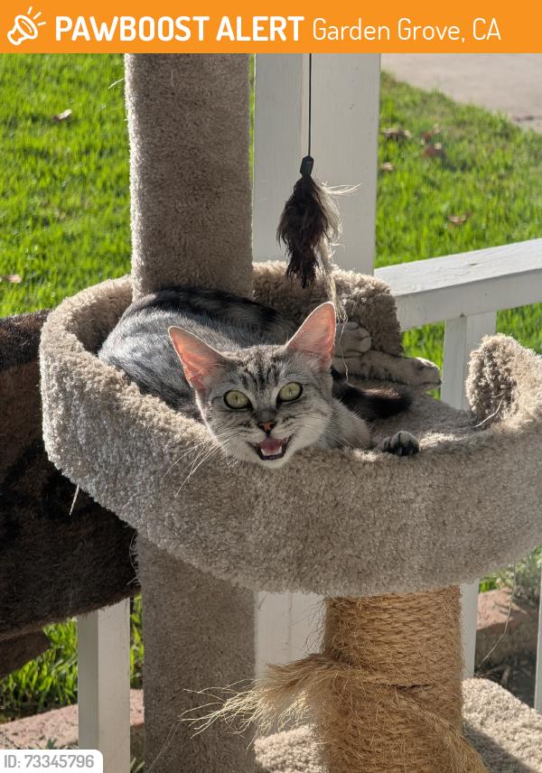 Found/Stray Female Cat last seen Ninth and Lampson, Garden Grove, CA 92840
