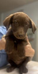 Shelter Stray Male Dog last seen Near and road 29, Madera County, CA, 205 Tozer St, Madera, CA 93638, USA