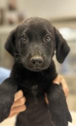 Shelter Stray Male Dog last seen Near and road 29, Madera County, CA, 205 Tozer St, Madera, CA 93638, USA