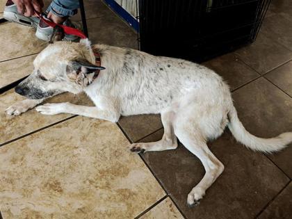 Shelter Stray Female Dog last seen Natural Grocers parking lot, City of Georgetown, TX, 1855 SE Inner Loop, Georgetown, TX 78626, USA