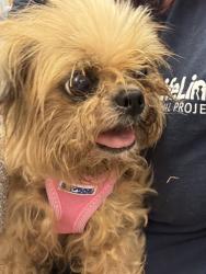 Shelter Stray Female Dog last seen Near Fifth Avenue, Jonesboro, GA 30236, Other - Out of County, GA, 3280 Chamblee Dunwoody Rd, Chamblee, GA 30341, USA