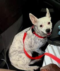 Shelter Stray Unknown Dog last seen Near Wesley Chapel Rd, Decatur, GA 30034, 30034, GA, 3280 Chamblee Dunwoody Rd, Chamblee, GA 30341, USA