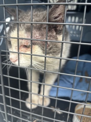 Shelter Stray Male Cat last seen Alexandria, VA, 22312, 5758C General Washington Dr, Fairfax County, VA, 4500 West Ox Rd, Fairfax, VA 22030, USA