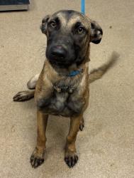 Shelter Stray Female Dog last seen Near EDENBERRY WAY, 30058, GA, 3280 Chamblee Dunwoody Rd, Chamblee, GA 30341, USA