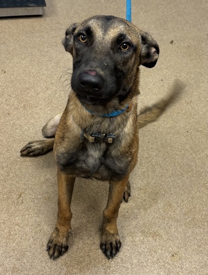 Shelter Stray Female Dog last seen Near EDENBERRY WAY, 30058, GA, 3280 Chamblee Dunwoody Rd, Chamblee, GA 30341, USA