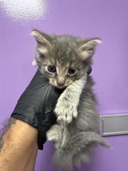 Shelter Stray Female Cat last seen Near PIERCE, EL PASO, TX, 79930, CITY of El Paso, TX, 5001 Fred Wilson Ave, El Paso, TX 79906, USA