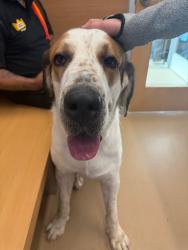 Shelter Stray Unknown Dog last seen Near Turner Hill Rd, Stonecrest, GA 30038, 30038, GA, 3280 Chamblee Dunwoody Rd, Chamblee, GA 30341, USA