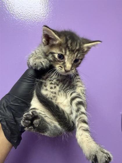 Shelter Stray Female Cat last seen Near PIERCE, EL PASO, TX, 79930, CITY of El Paso, TX, 5001 Fred Wilson Ave, El Paso, TX 79906, USA