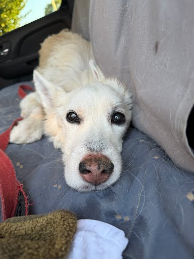Shelter Stray Female Dog last seen Near Arbor Ridge Ct Atlanta, GA 30340, 30340, GA, 3280 Chamblee Dunwoody Rd, Chamblee, GA 30341, USA