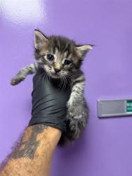 Shelter Stray Male Cat last seen Near PIERCE, EL PASO, TX, 79930, CITY of El Paso, TX, 5001 Fred Wilson Ave, El Paso, TX 79906, USA