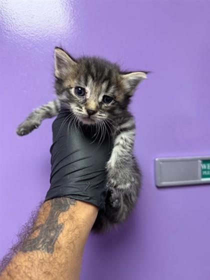 Shelter Stray Male Cat last seen Near PIERCE, EL PASO, TX, 79930, CITY of El Paso, TX, 5001 Fred Wilson Ave, El Paso, TX 79906, USA