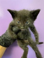 Shelter Stray Female Cat last seen Near PIERCE, EL PASO, TX, 79930, CITY of El Paso, TX, 5001 Fred Wilson Ave, El Paso, TX 79906, USA