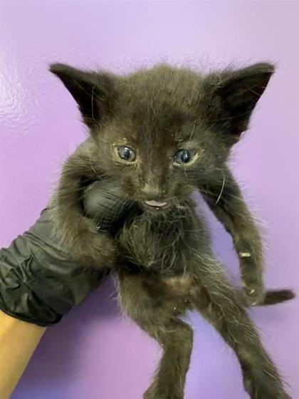 Shelter Stray Female Cat last seen Near PIERCE, EL PASO, TX, 79930, CITY of El Paso, TX, 5001 Fred Wilson Ave, El Paso, TX 79906, USA
