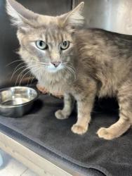 Shelter Stray Female Cat last seen Near PIERCE, EL PASO, TX, 79930, CITY of El Paso, TX, 5001 Fred Wilson Ave, El Paso, TX 79906, USA