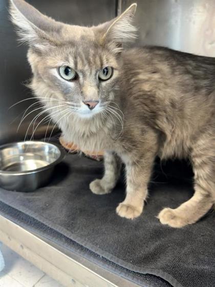 Shelter Stray Female Cat last seen Near PIERCE, EL PASO, TX, 79930, CITY of El Paso, TX, 5001 Fred Wilson Ave, El Paso, TX 79906, USA