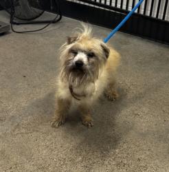 Shelter Stray Male Dog last seen Near Thornhill, 5th District, OH, 9203 Detroit Ave, Cleveland, OH 44102, USA