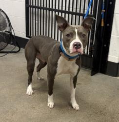 Shelter Stray Female Dog last seen Near Kirby, 5th District, OH, 9203 Detroit Ave, Cleveland, OH 44102, USA