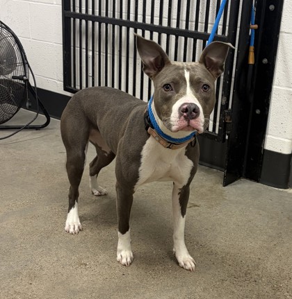 Shelter Stray Female Dog last seen Near Kirby, 5th District, OH, 9203 Detroit Ave, Cleveland, OH 44102, USA