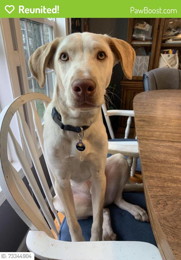Reunited Male Dog last seen Hico Baptist Church, Graham, NC 27253