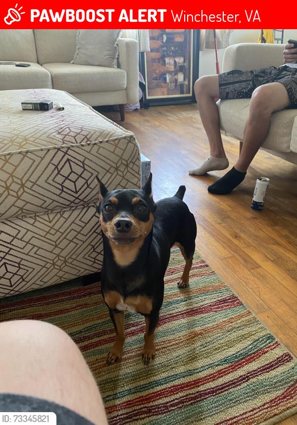 Lost Male Dog last seen Millwood ave, Winchester, VA 22601