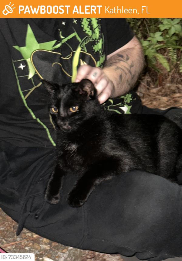 Found/Stray Unknown Cat last seen North of Publix, Kathleen, FL 33810