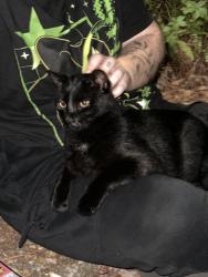 Found/Stray Unknown Cat last seen North of Publix, Kathleen, FL 33810