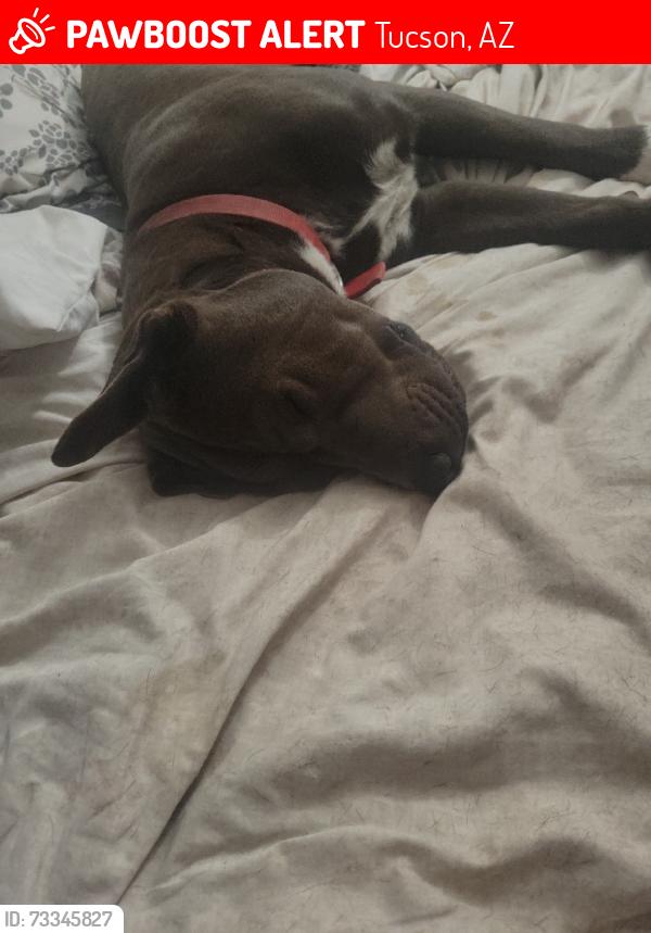 Lost Male Dog last seen E. 30th St. & 2nd Ave, Tucson, AZ 85713, Tucson, AZ 85748
