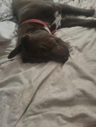 Lost Male Dog last seen E. 30th St. & 2nd Ave, Tucson, AZ 85713, Tucson, AZ 85748