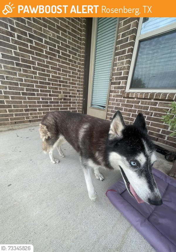 Found/Stray Female Dog last seen irby cobb blvd, Rosenberg, TX 77469