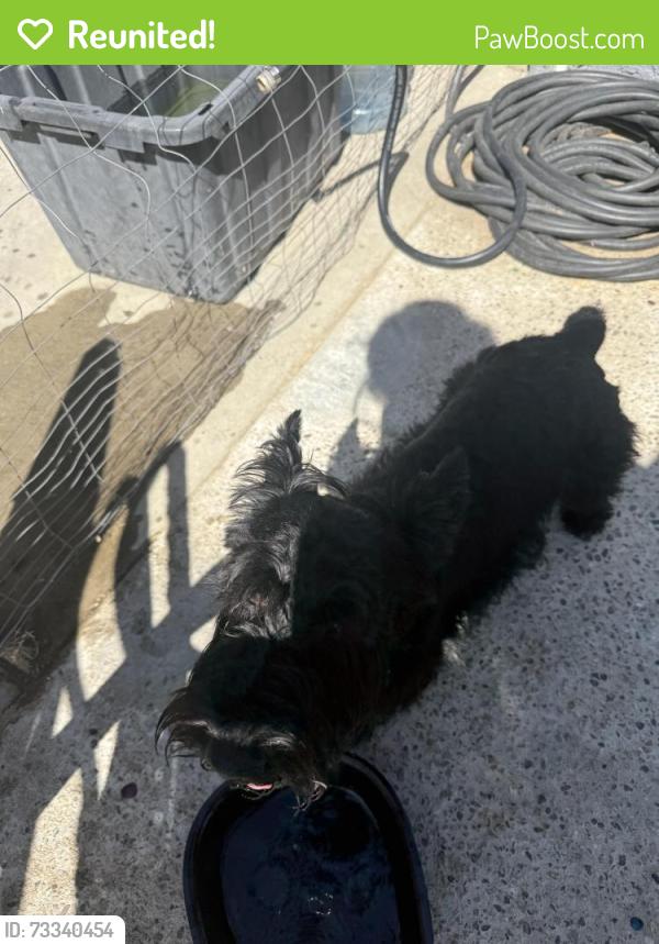 Reunited Male Dog last seen Walking down the street, Corona, CA 92879